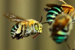 Australské včely vynořily pyl v rekordním čase
